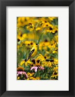 Framed American Goldfinch On Black-Eyed Susans, Illinois