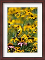 Framed American Goldfinch On Black-Eyed Susans, Illinois