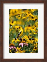 Framed American Goldfinch On Black-Eyed Susans, Illinois
