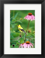 Framed American Goldfinch On Purple Coneflower, Illinois