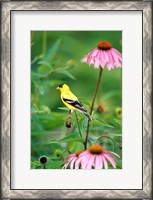 Framed American Goldfinch On Purple Coneflower, Illinois