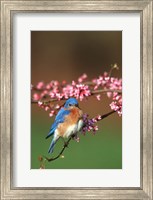 Framed Eastern Bluebird N Redbud Tree In Spring, Illinois