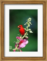 Framed Northern Cardinal On Hollyhock, Illinois