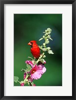 Framed Northern Cardinal On Hollyhock, Illinois