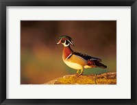 Framed Wood Duck  On A Log, Illinois