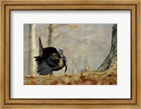 Framed Eastern Wild Turkey Strutting, Illinois