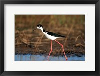 Framed Black-Necked Stilt, Illinois