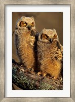 Framed Great Horned Owls, Illinois