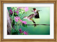 Framed Ruby-Throated Hummingbirds At Bee Balm