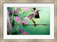 Framed Ruby-Throated Hummingbirds At Bee Balm