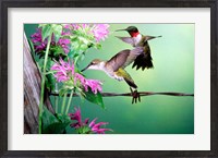 Framed Ruby-Throated Hummingbirds At Bee Balm