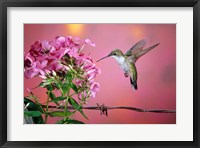 Framed Ruby-Throated Hummingbird Near Garden Phlox