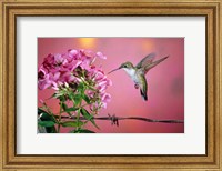 Framed Ruby-Throated Hummingbird Near Garden Phlox