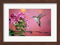Framed Ruby-Throated Hummingbird Near Garden Phlox