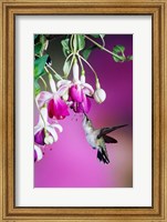 Framed Ruby-Throated Hummingbird Near Hybrid Fuchsia