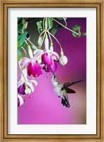 Framed Ruby-Throated Hummingbird Near Hybrid Fuchsia