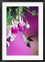 Framed Ruby-Throated Hummingbird Near Hybrid Fuchsia