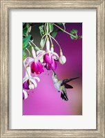 Framed Ruby-Throated Hummingbird Near Hybrid Fuchsia