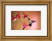 Framed Ruby-Throated Hummingbird On Crimson Star Columbine