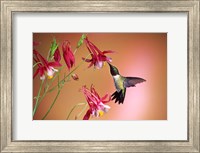 Framed Ruby-Throated Hummingbird On Crimson Star Columbine