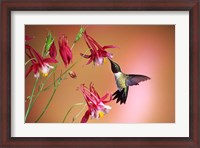 Framed Ruby-Throated Hummingbird On Crimson Star Columbine