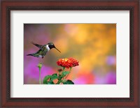 Framed Ruby-Throated Hummingbird At Dallas Red Lantana