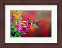 Framed Ruby-Throated Hummingbird At Hummingbird Rose Pink Nicotiana