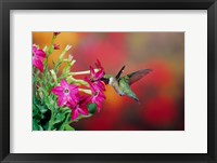 Framed Ruby-Throated Hummingbird At Hummingbird Rose Pink Nicotiana