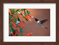Framed Ruby-Throated Hummingbird At Cigar Plant