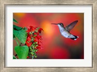 Framed Ruby-Throated Hummingbird On Scarlet Sage