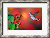 Framed Ruby-Throated Hummingbird On Scarlet Sage