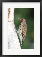 Framed Northern Flicker On A Birch Tree