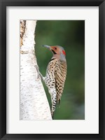 Framed Northern Flicker On A Birch Tree