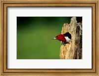 Framed Red-Headed Woodpecker In Nest Cavity, Illinois