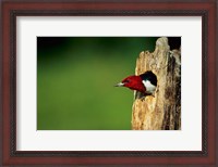 Framed Red-Headed Woodpecker In Nest Cavity, Illinois