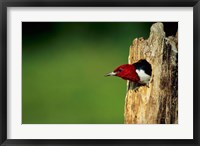 Framed Red-Headed Woodpecker In Nest Cavity, Illinois