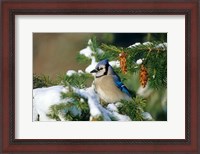 Framed Blue Jay In Winter Spruce Tree