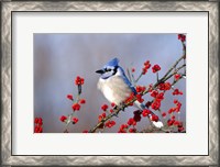 Framed Blue Jay In Icy Green Hawthorn Tree