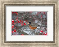 Framed American Robin Eating Berry In Common Winterberry Bush