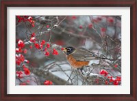 Framed American Robin Eating Berry In Common Winterberry Bush