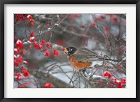 Framed American Robin Eating Berry In Common Winterberry Bush