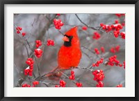 Framed Northern Cardinal In Common Winterberry Bush