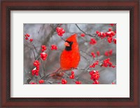 Framed Northern Cardinal In Common Winterberry Bush