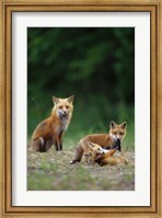 Framed Red Fox Adults With Kit