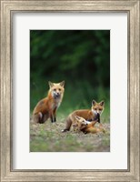 Framed Red Fox Adults With Kit