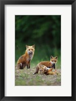 Framed Red Fox Adults With Kit