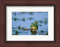 Framed American Bullfrog In The Wetlands