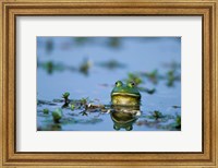 Framed American Bullfrog In The Wetlands