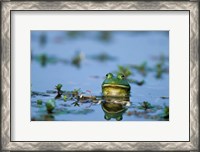 Framed American Bullfrog In The Wetlands