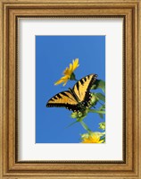 Framed Eastern Tiger Swallowtails On A Cup Plant